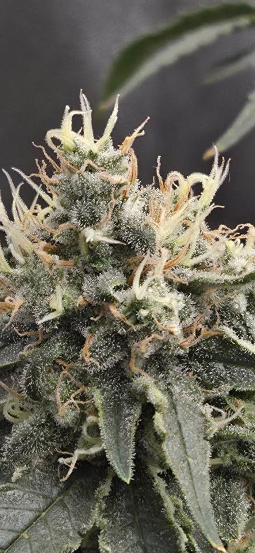 Big Buddha Cheese. Week 19