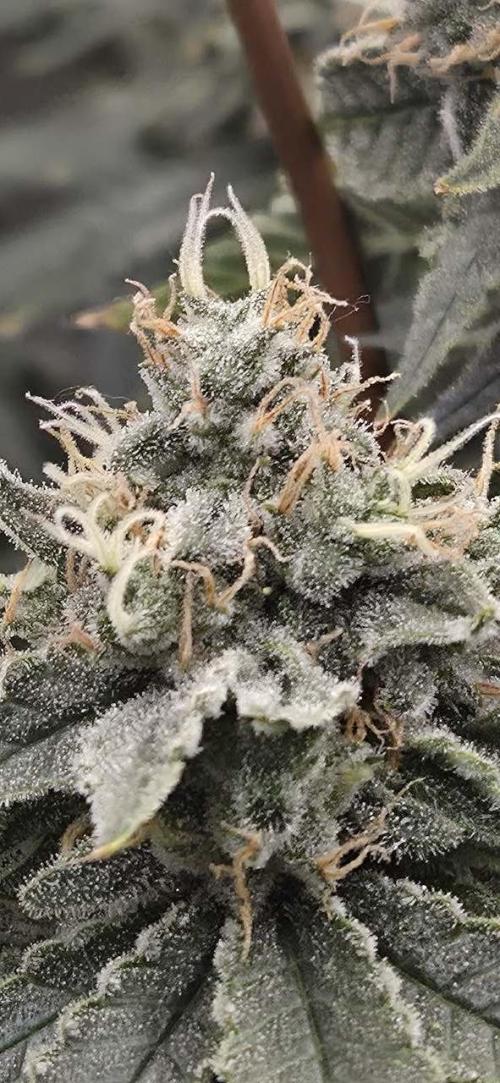 Big Buddha Cheese. Week 19