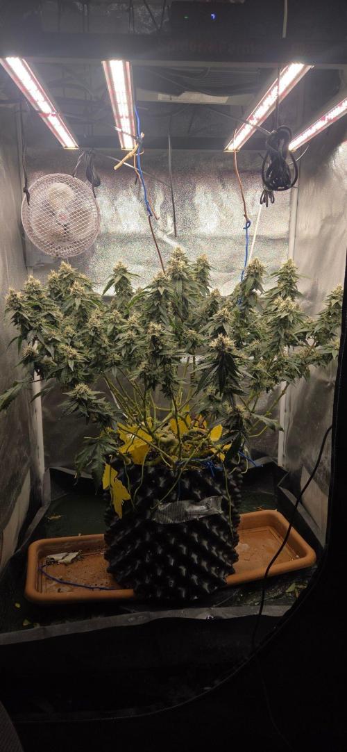 Big Buddha Cheese. Week 19