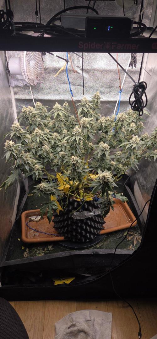 Big Buddha Cheese. Week 19