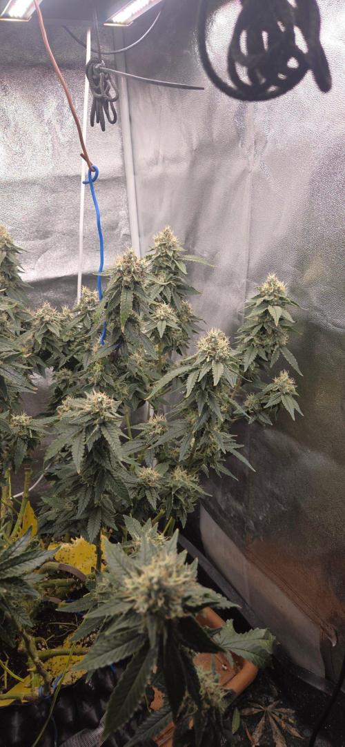 Big Buddha Cheese. Week 19