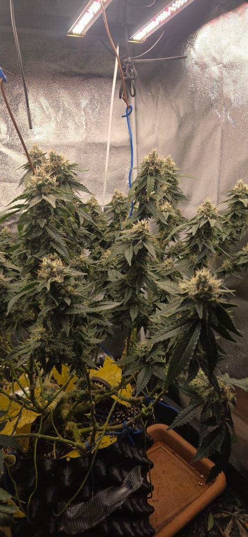 Big Buddha Cheese. Week 19