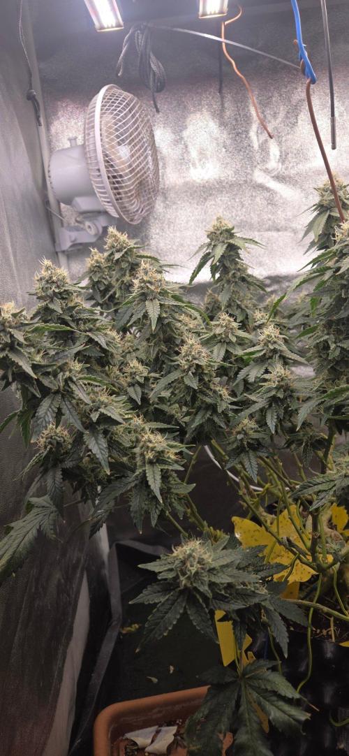 Big Buddha Cheese. Week 19