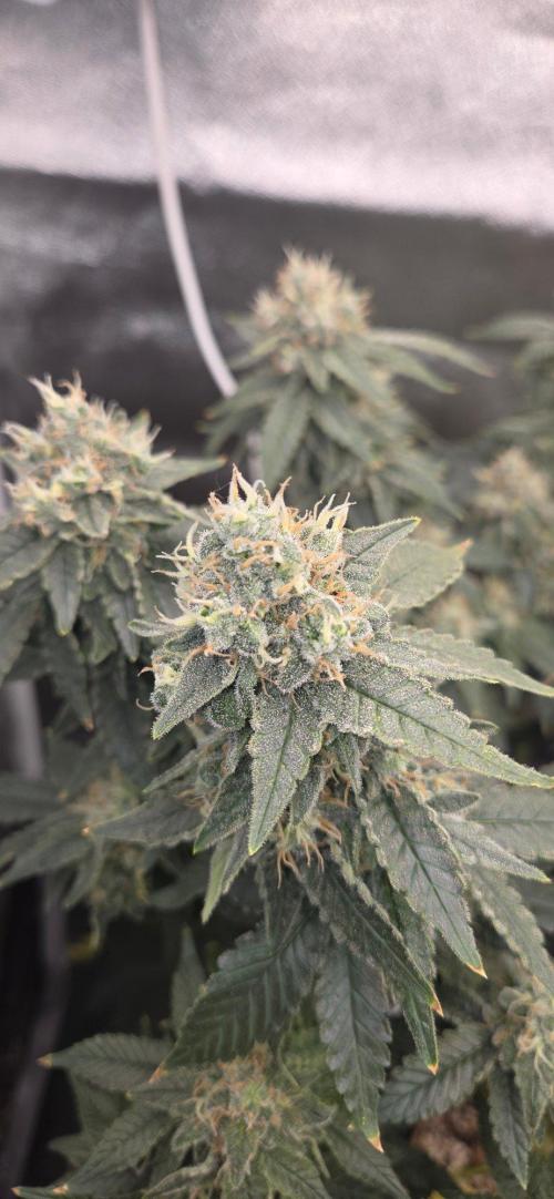 Big Buddha Cheese. Week 19