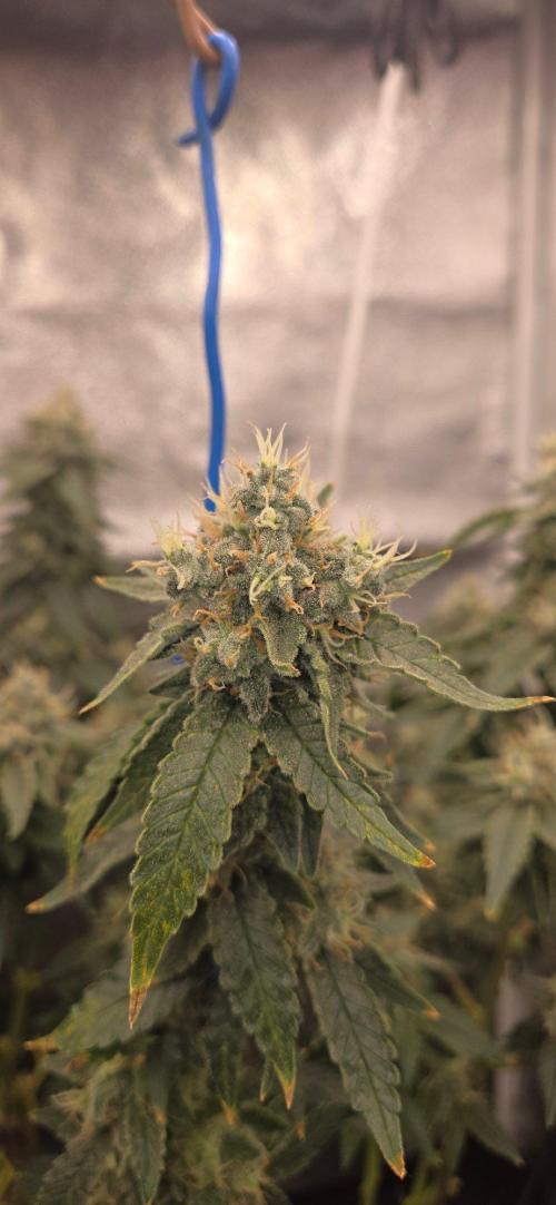 Big Buddha Cheese. Week 19