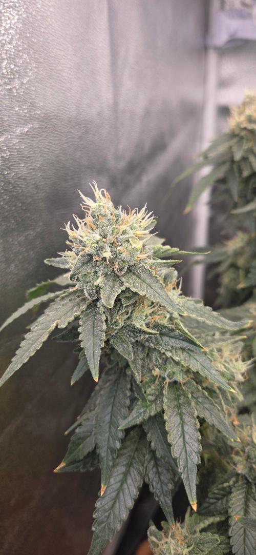 Big Buddha Cheese. Week 19