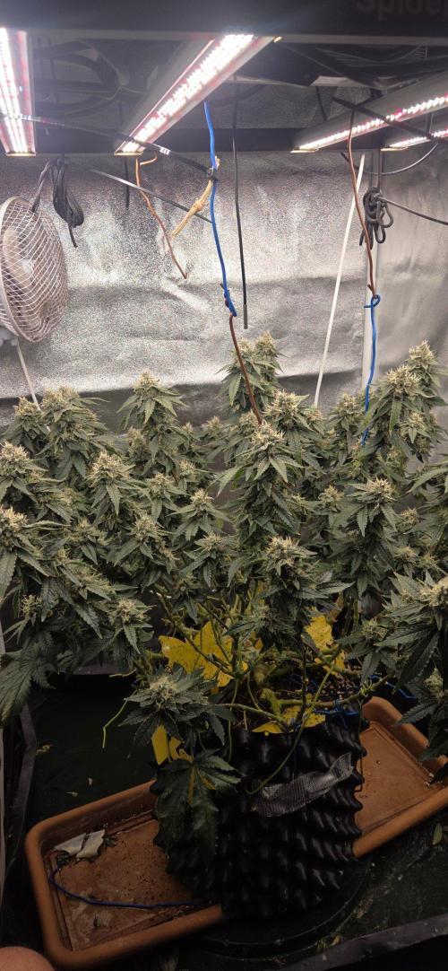 Big Buddha Cheese. Week 19