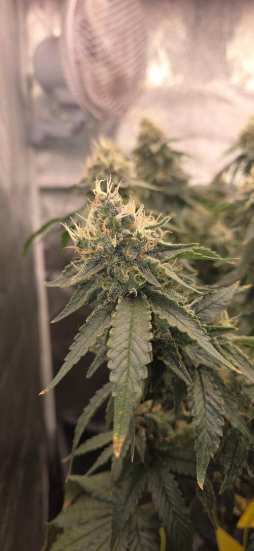 Big Buddha Cheese. Week 19