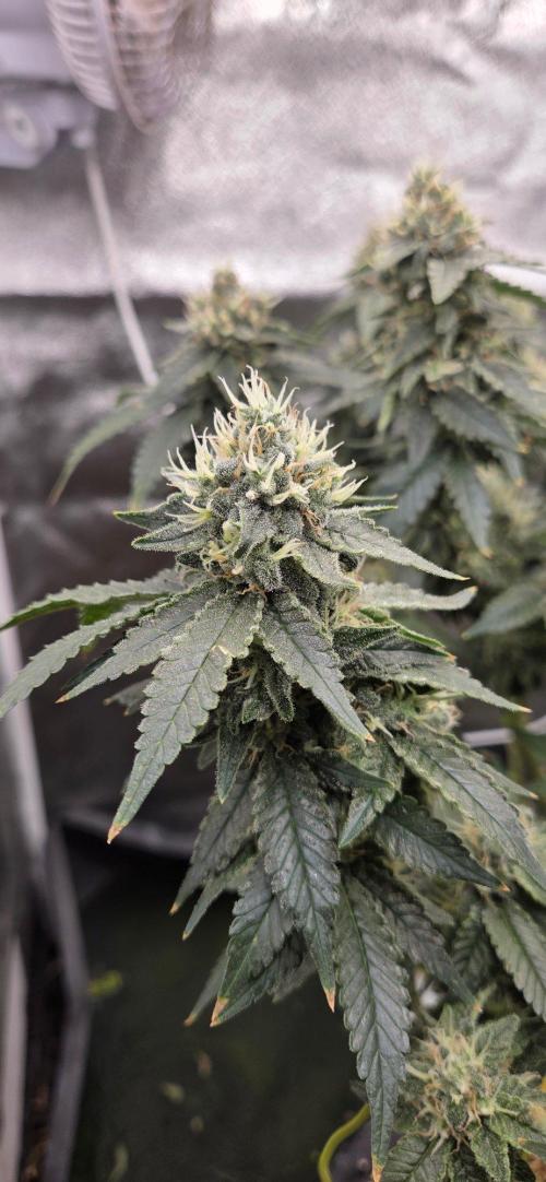 Big Buddha Cheese. Week 19