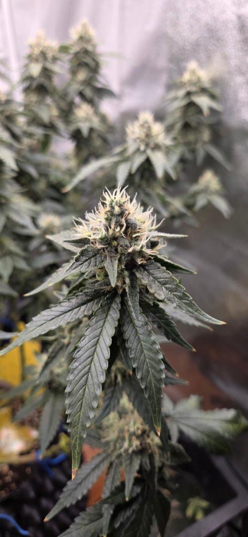 Big Buddha Cheese. Week 19