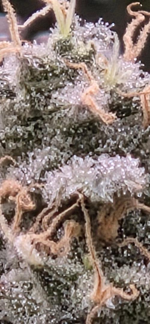 Frozen black cherry. Week 19
