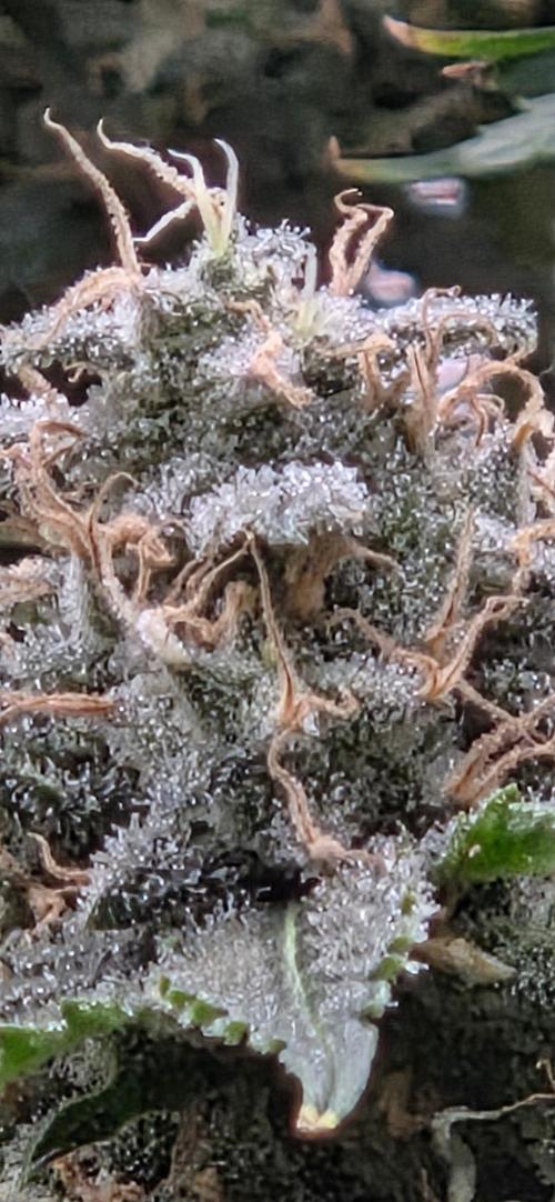 Frozen black cherry. Week 19