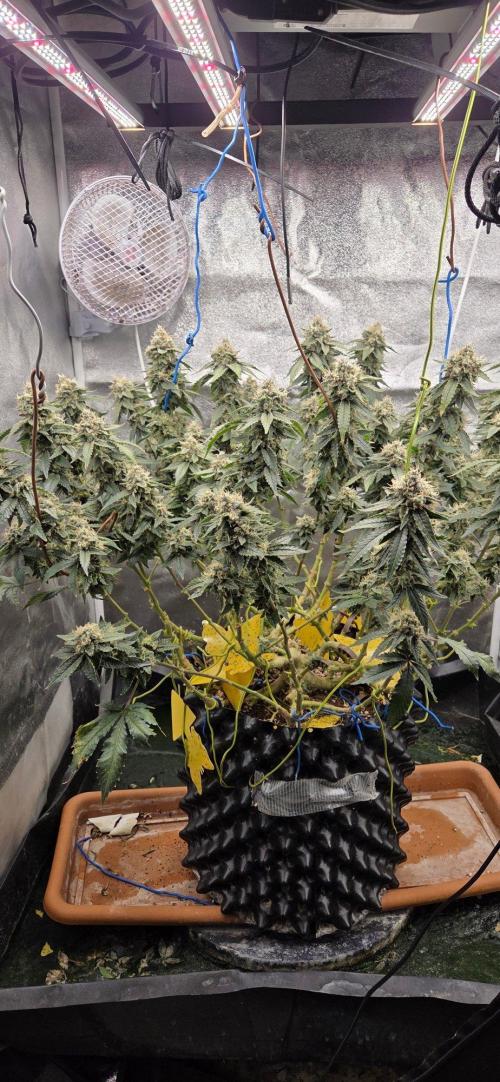 Big Buddha Cheese. Week 20