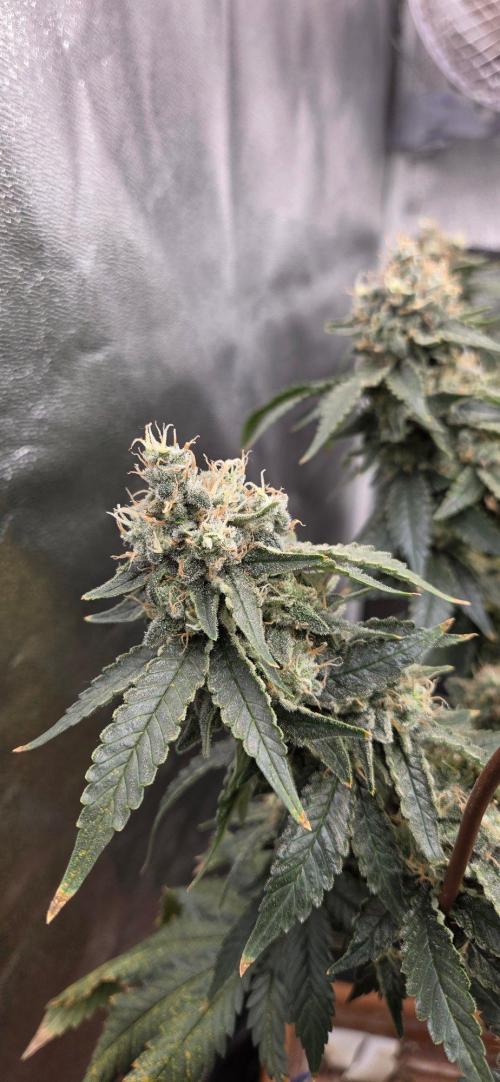 Big Buddha Cheese. Week 20