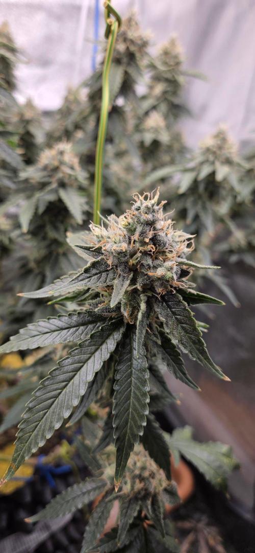 Big Buddha Cheese. Week 20