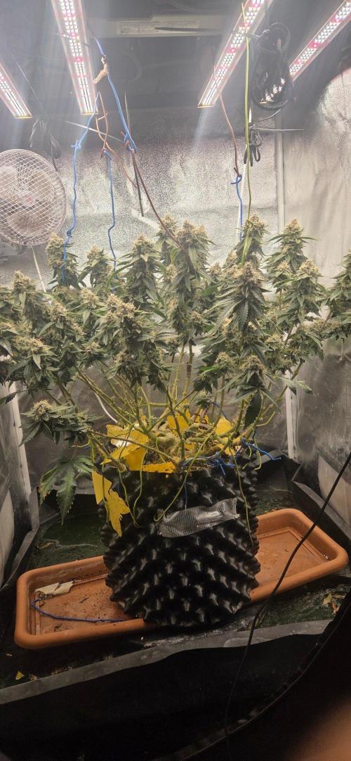 Big Buddha Cheese. Week 20