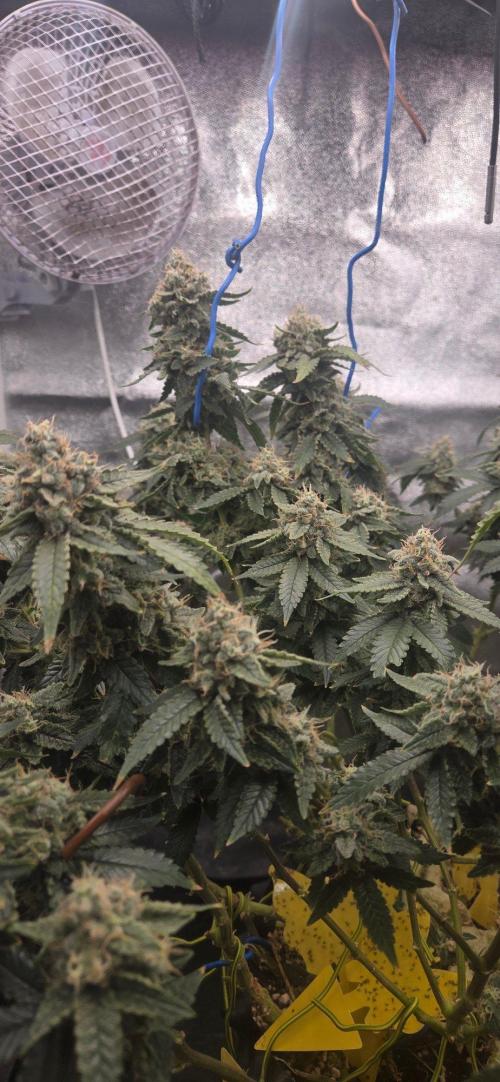 Big Buddha Cheese. Week 20