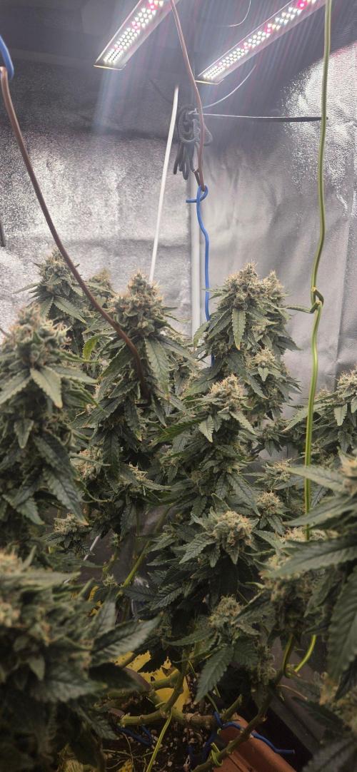 Big Buddha Cheese. Week 20