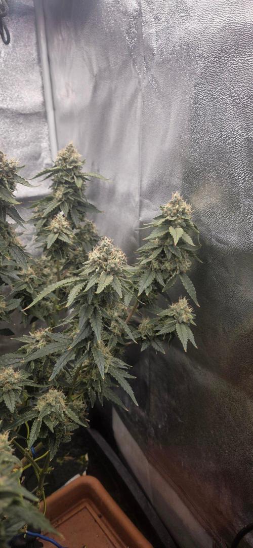Big Buddha Cheese. Week 20