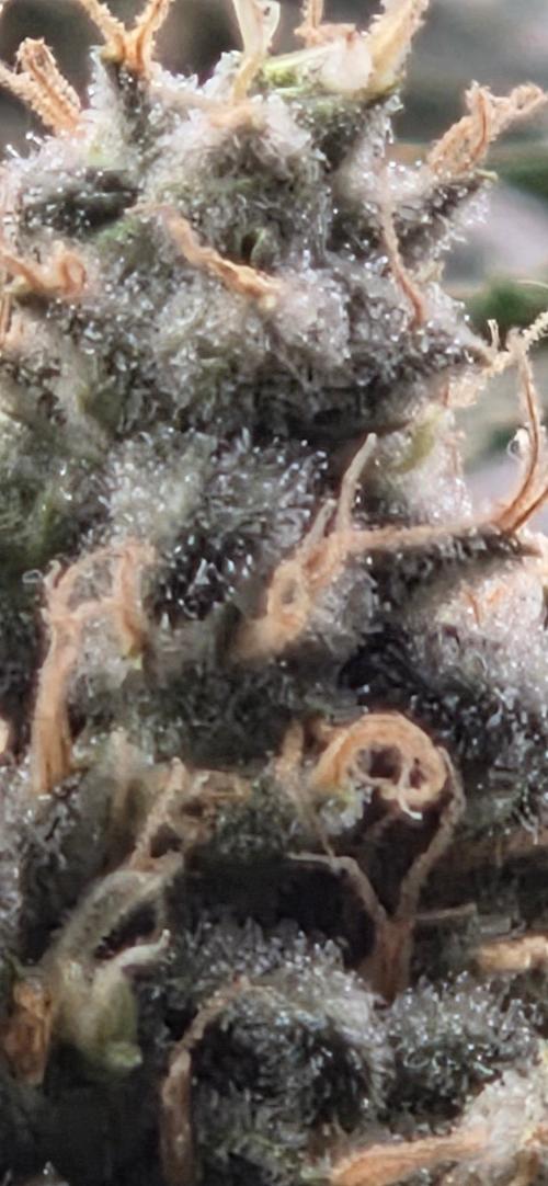 Big Buddha Cheese. Week 20