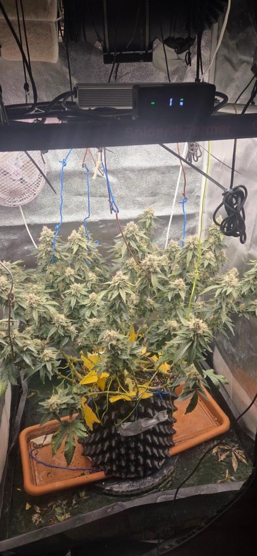Big Buddha Cheese. Week 20