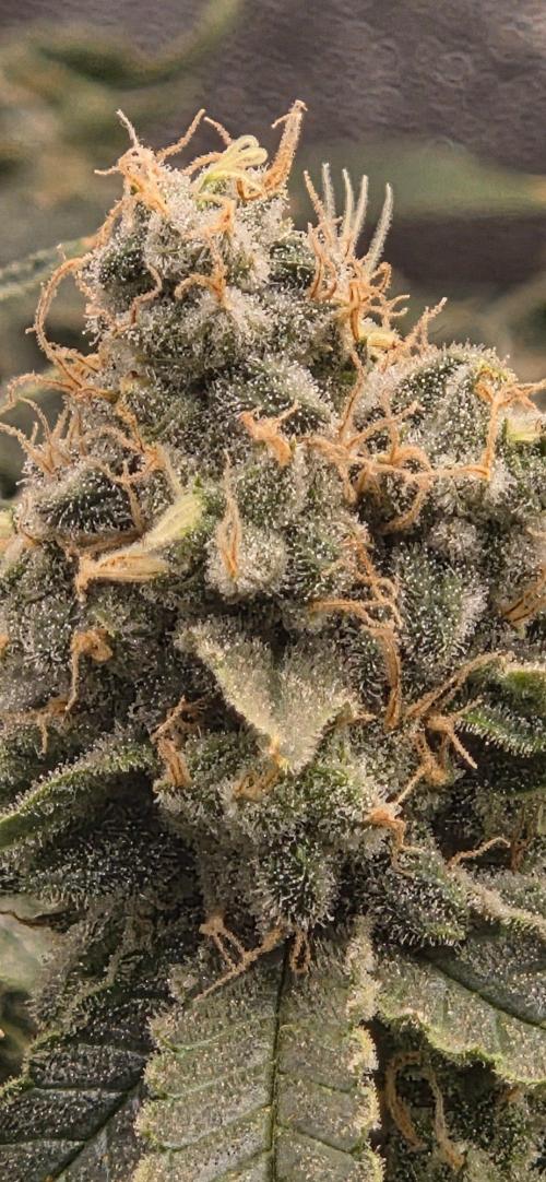 Big Buddha Cheese. Week 20