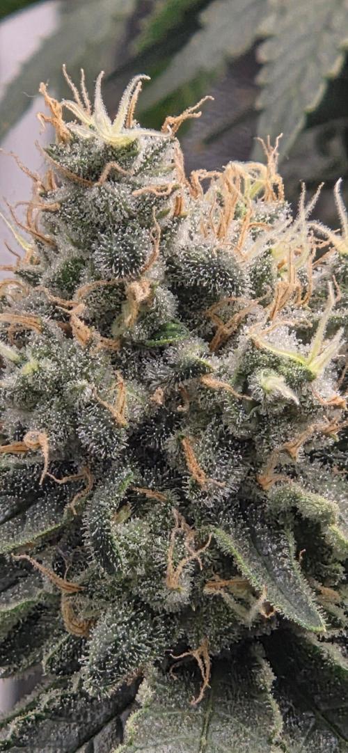 Cheese. Week 20