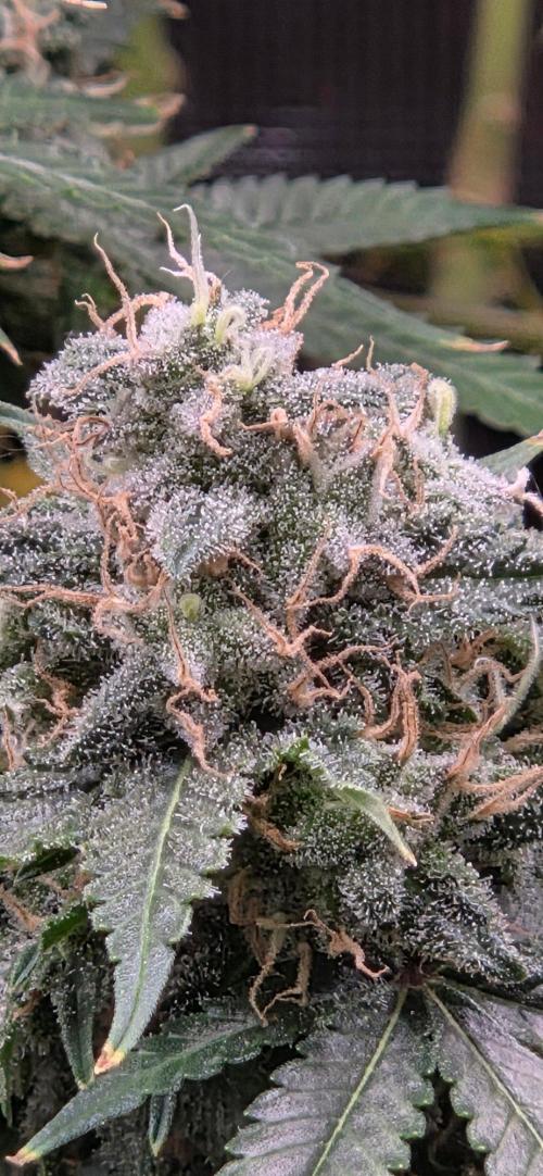 Anesia Seeds - Frozen Black Cherry door SpaceHaze123