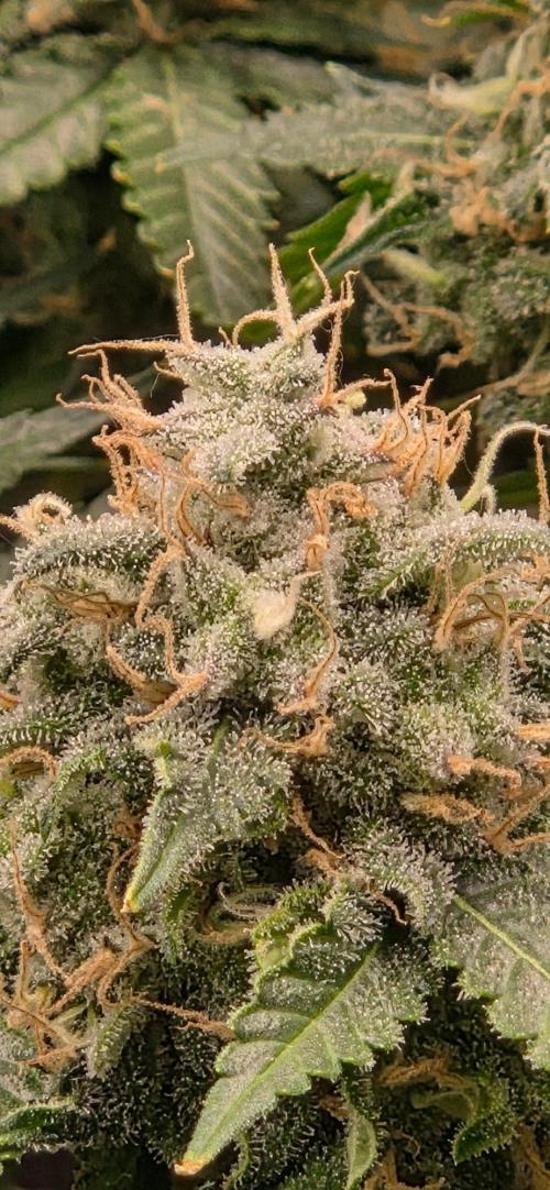 Frozen black cherry. Week 20