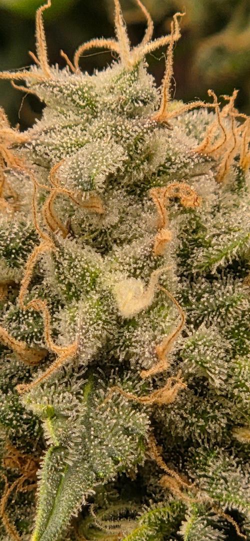 Frozen black cherry. Week 20