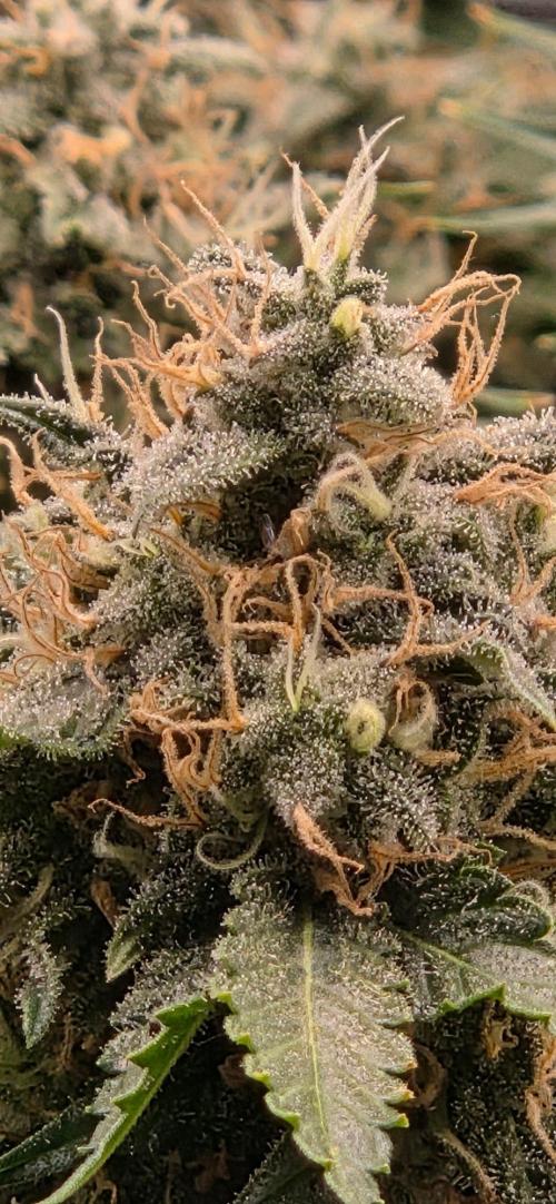 Frozen black cherry. Week 20