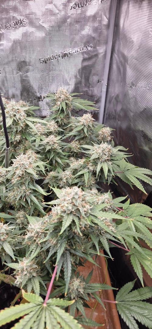 Frozen black cherry. Week 20