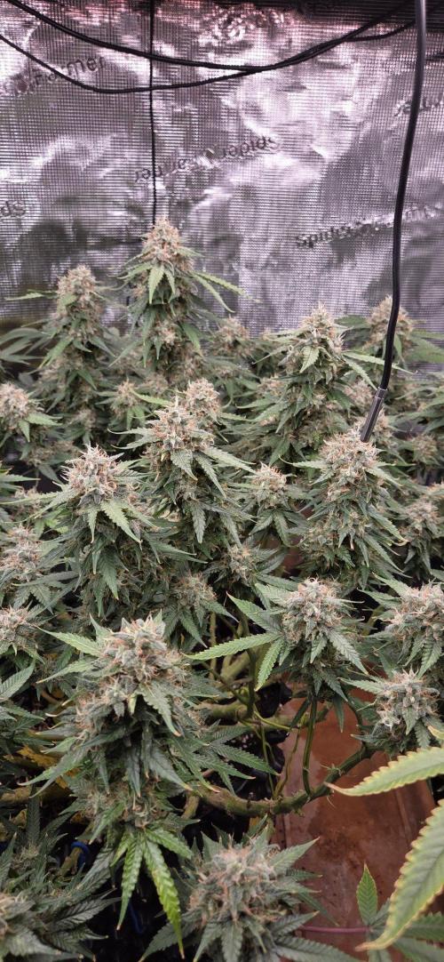 Frozen black cherry. Week 20