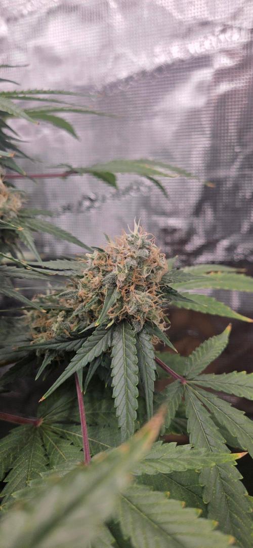Frozen black cherry. Week 20