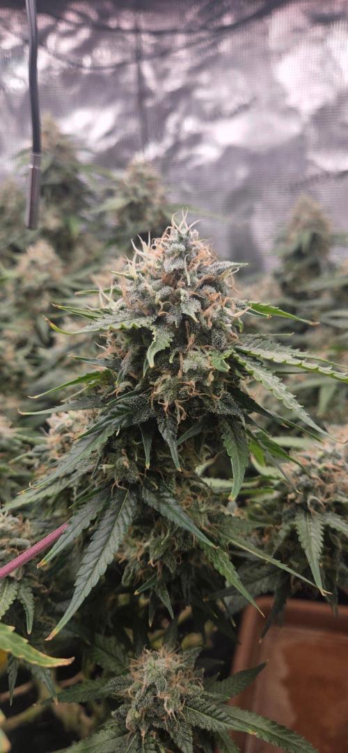 Frozen black cherry. Week 20