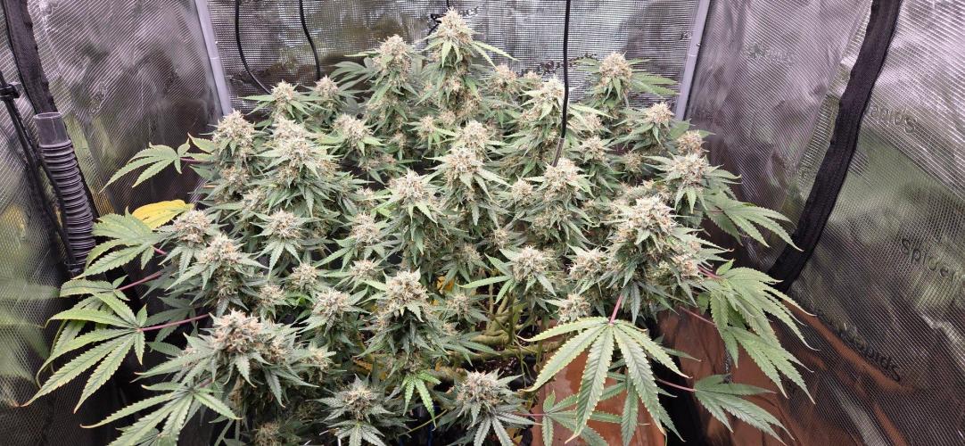 Frozen black cherry. Week 20