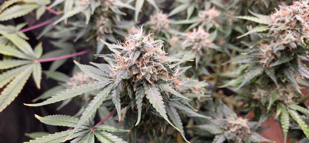Frozen black cherry. Week 20
