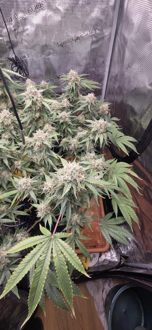 Frozen black cherry. Week 20