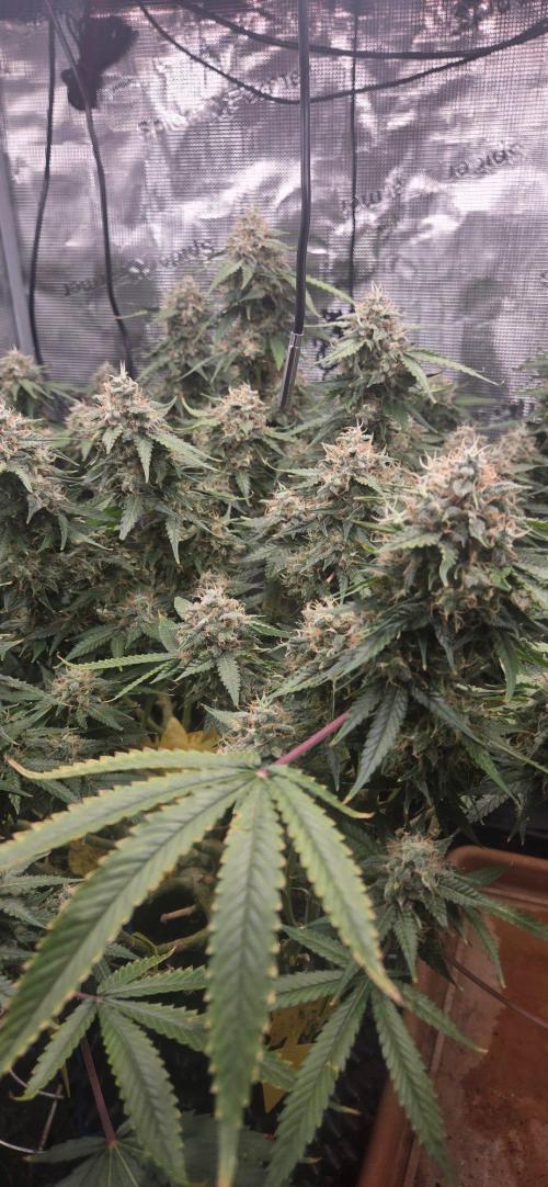 Frozen black cherry. Week 20