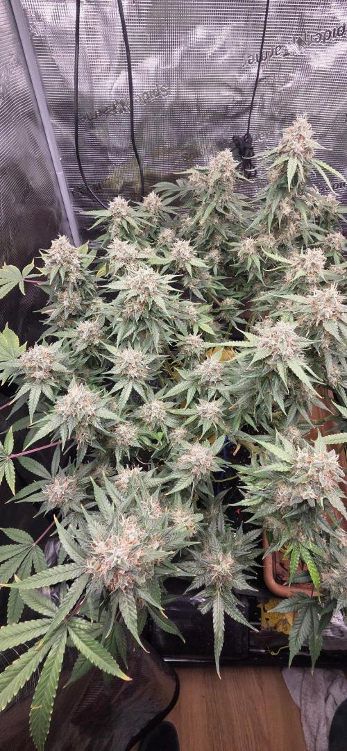 Frozen black cherry. Week 20