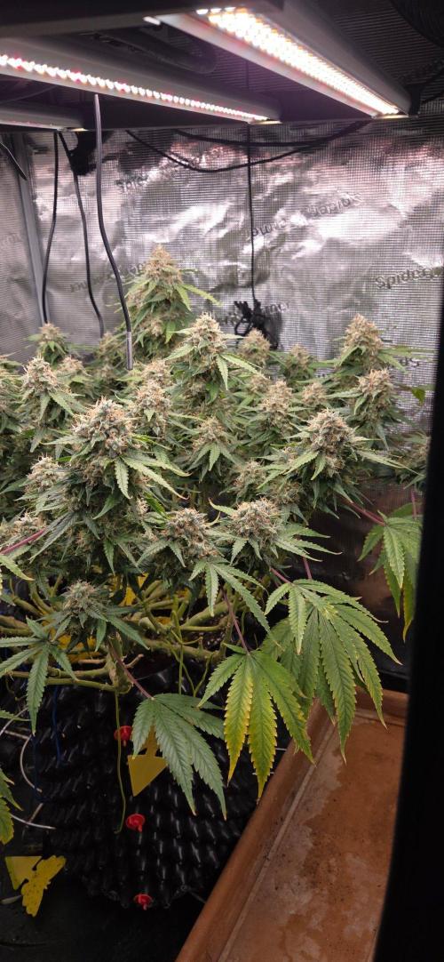 Frozen black cherry. Week 21