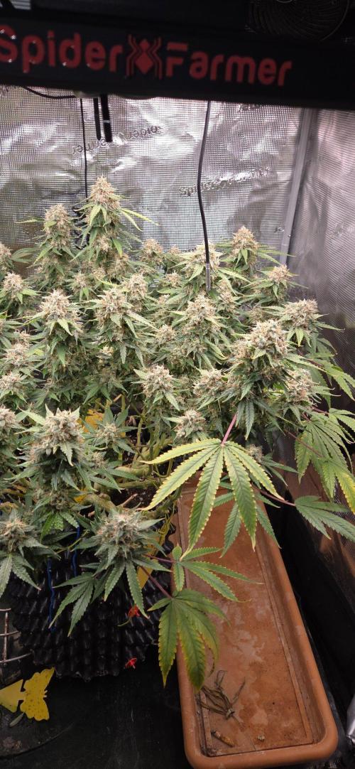 Frozen black cherry. Week 21