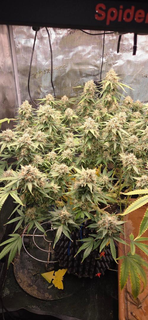 Frozen black cherry. Week 21