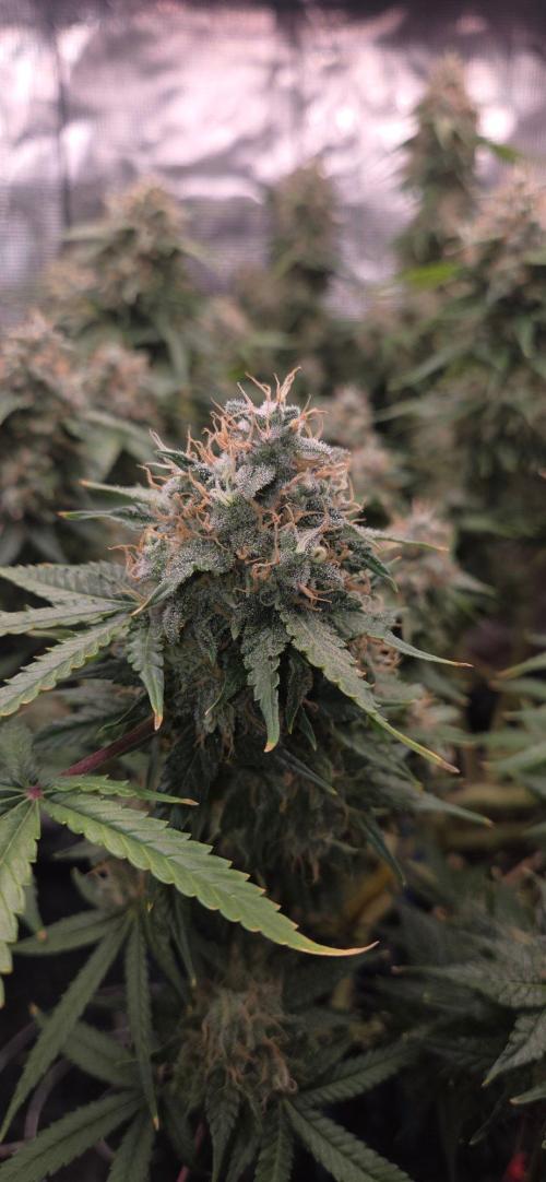 Frozen black cherry. Week 21