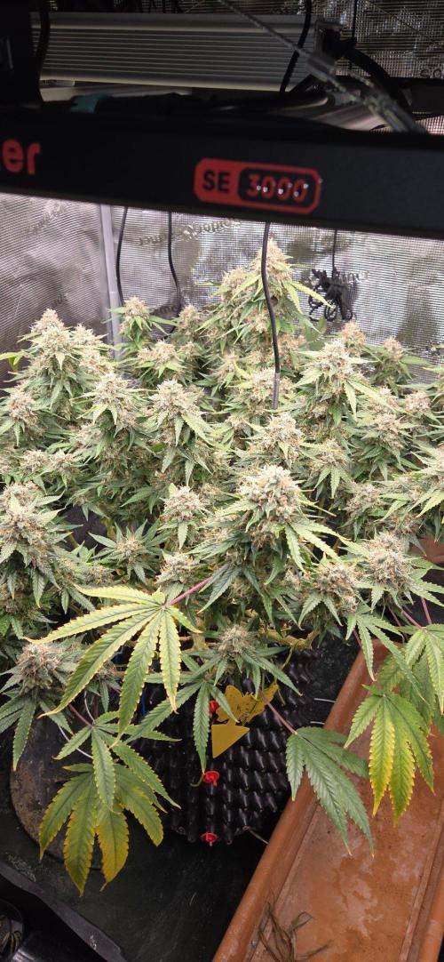 Frozen black cherry. Week 21