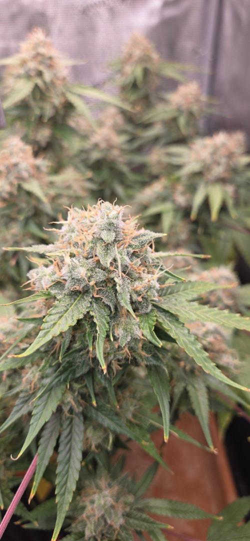 Frozen black cherry. Week 21