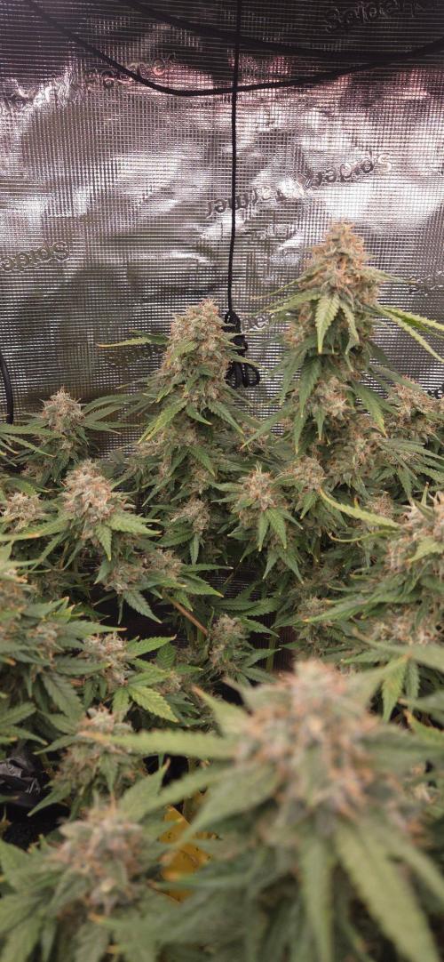 Frozen black cherry. Week 21