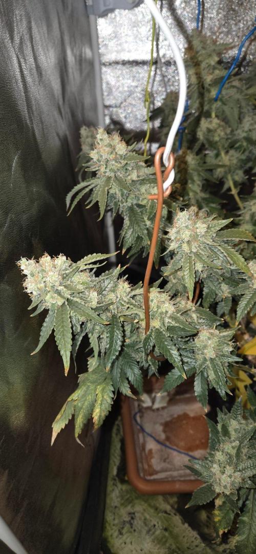 Big Buddha Cheese. Week 21