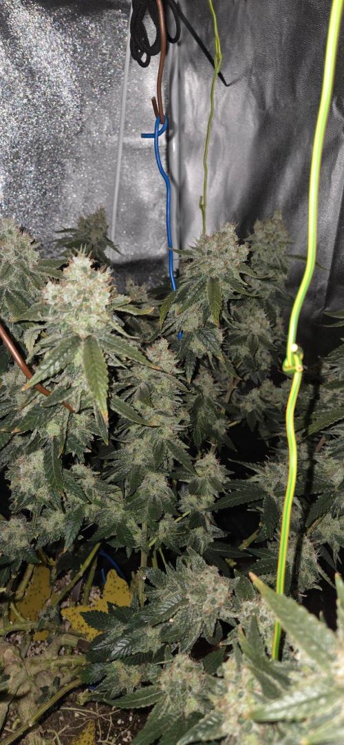 Big Buddha Cheese. Week 21