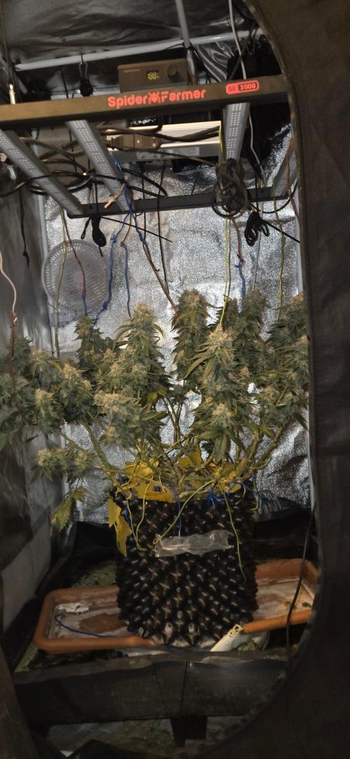 Big Buddha Cheese. Week 21